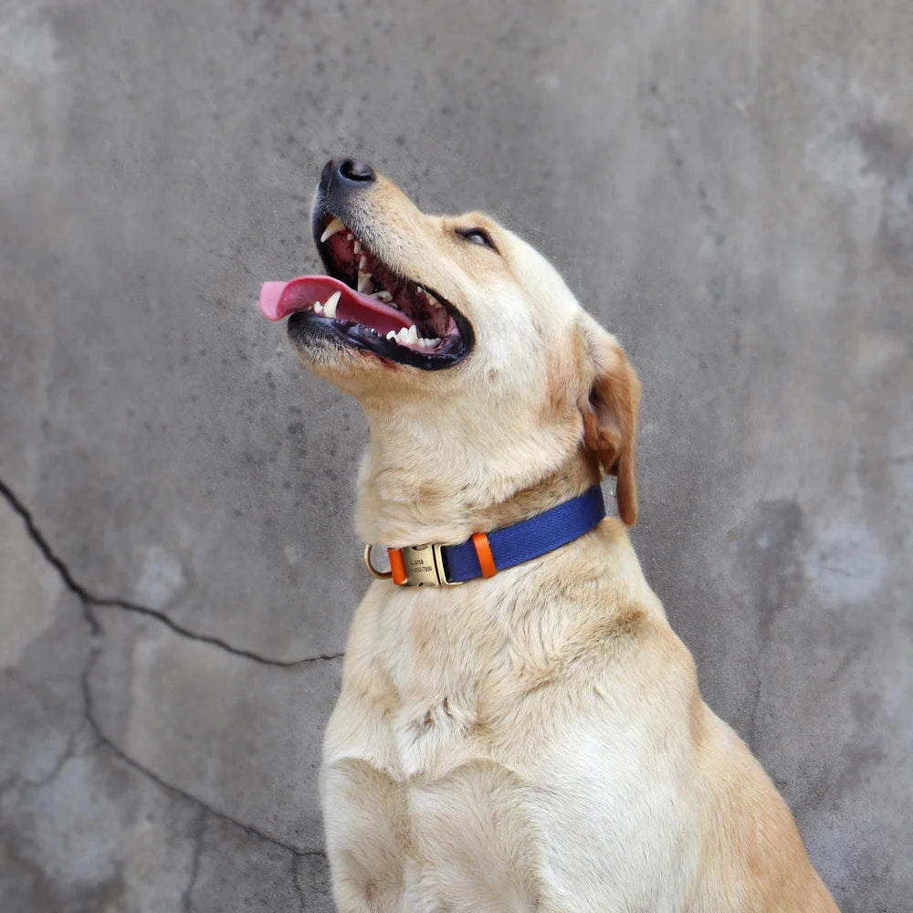 Dog Collar