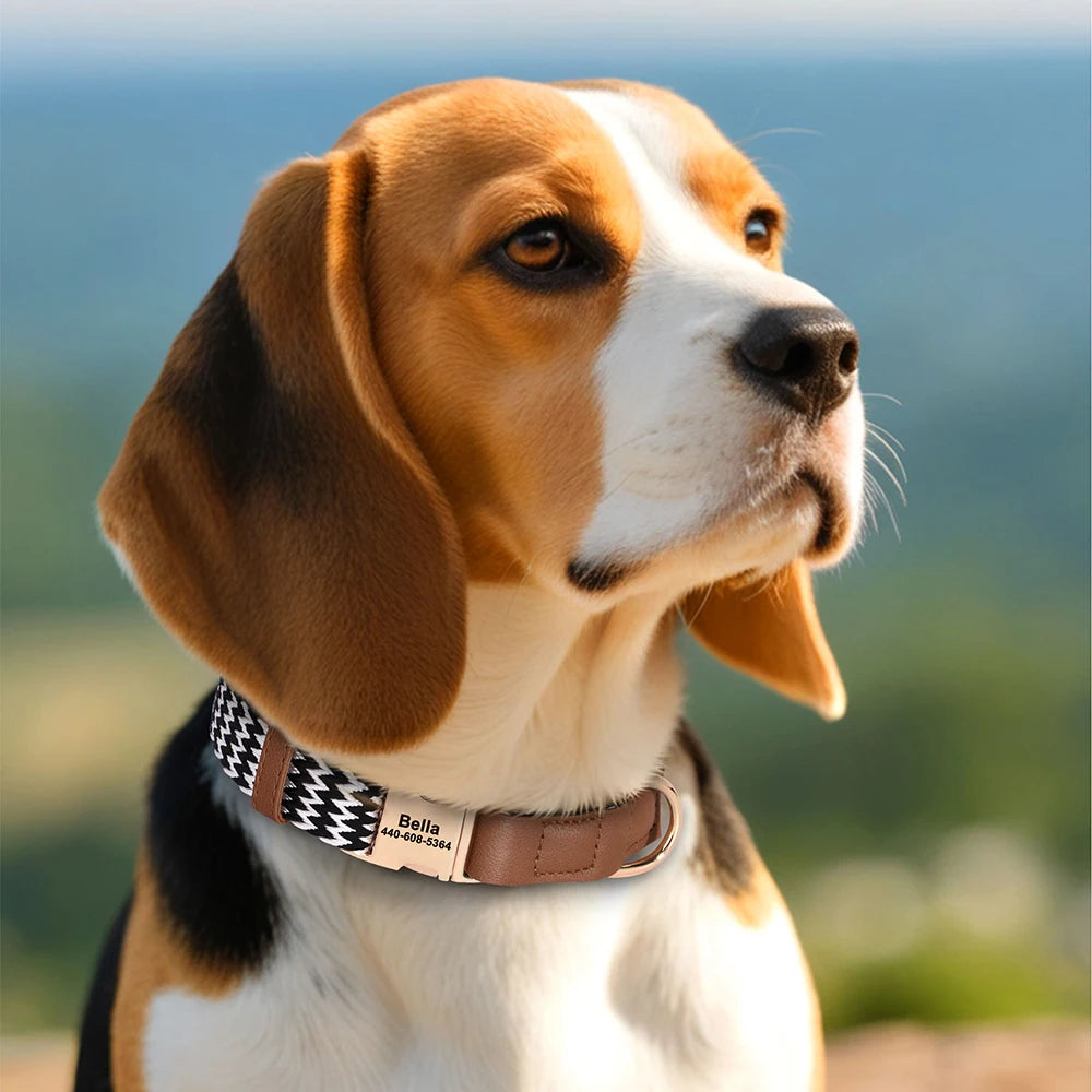 Dog Collar