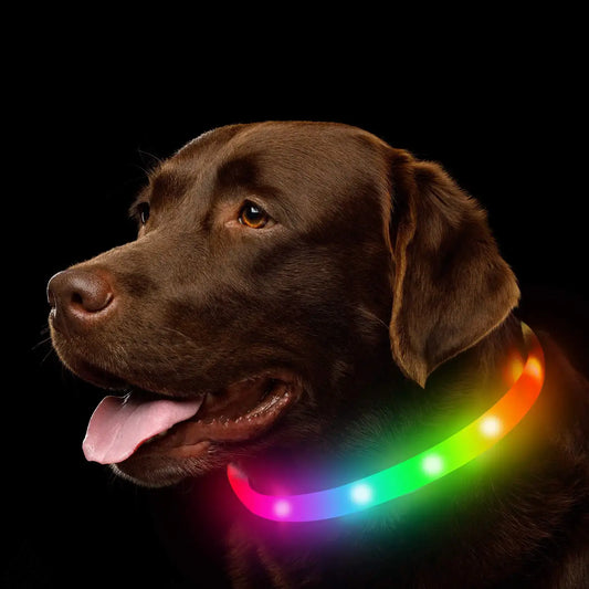 Dogs Suffered Colic Equipped