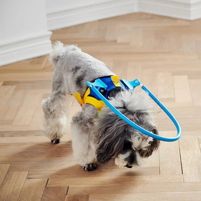 Dog Collar with Ring