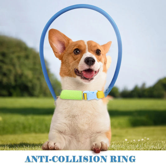 Dog Collar with Ring